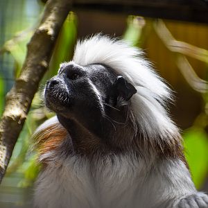Cotton-top Tamarin (Saguinus oedipus)