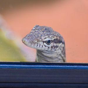 Freckled Monitor (Varanus tristis orientalis)