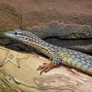 Freckled Monitor (Varanus tristis orientalis)