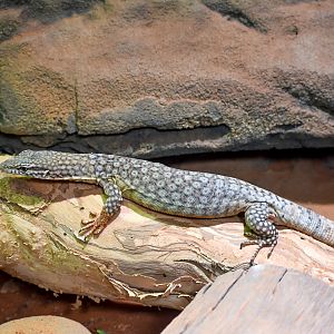 Freckled Monitor (Varanus tristis orientalis)