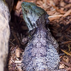 Eastern Bearded Dragon (Pogona barbata)