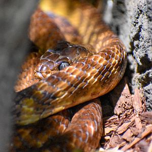 Brown Tree Snake (Boiga irregularis)