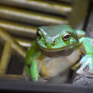 Green Tree Frog (Litoria caerulea)