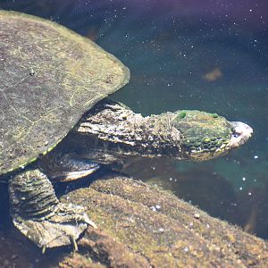 White-throated Snapping Turtle (Elseya albagula)