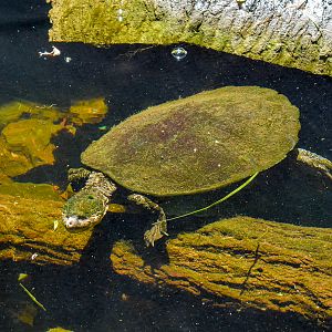 White-throated Snapping Turtle (Elseya albagula)