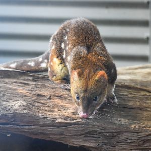 Tiger Quoll (Dasyurus maculatus)