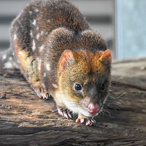 Tiger Quoll (Dasyurus maculatus)