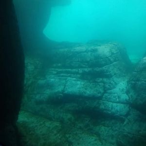 Sea lion under water viewing