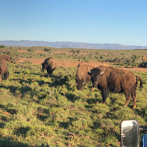American Bison (Bison bison)