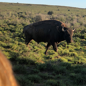 American Bison Bull (Bison bison)