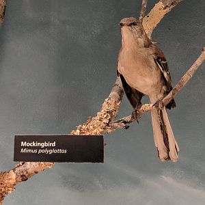 Northern mockingbird (Mimus polyglottos)