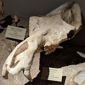 Giant camel (Megatylopus sp.) skull