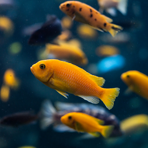 Which Malawi Cichlid species are here?