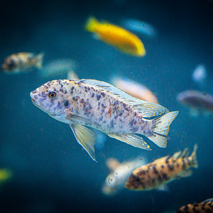 Malawi Cichlid species ID?