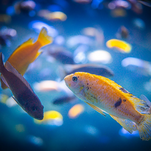 Malawi Cichlids species ID?