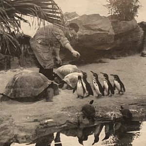Galapagos Exhibit in the old Reptile House (1938)