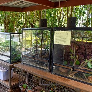 Frog/Broad-headed Snake Enclosures