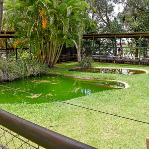 Saltwater Crocodile Enclosure