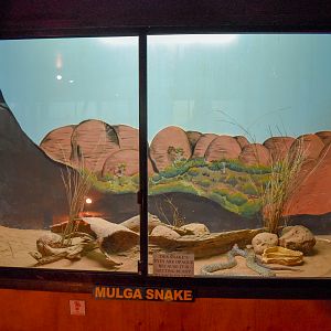 Mulga Snake Enclosure