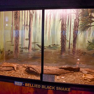 Red-bellied Black Snake Enclosure