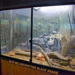 Blue-bellied Black Snake Enclosure