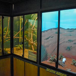 Rough-scaled Python/Death Adder Enclosures