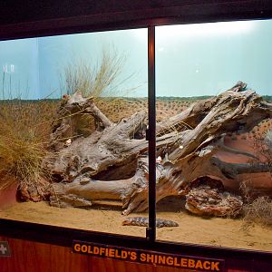 Shingleback Enclosure