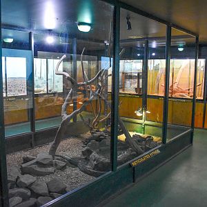 Large Python Enclosures