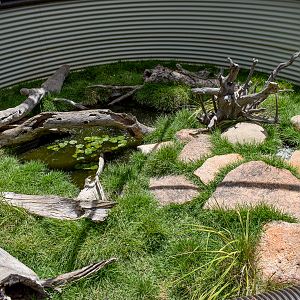 Long-necked Turtle/Eastern Water Dragon Enclosure