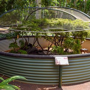 Shingleback/Bearded Dragon Enclosure