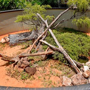 Perentie Enclosure