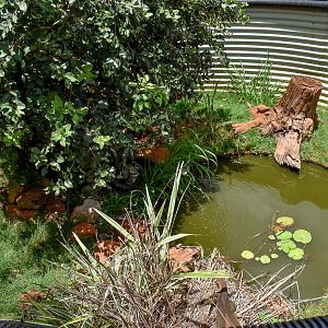 Merten's Water Monitor Enclosure