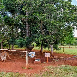 Kangaroo/Emu Enclosure