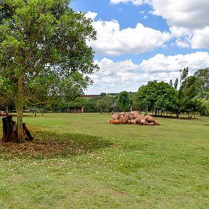 Kangaroo/Emu Enclosure