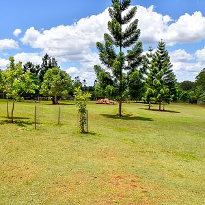 Kangaroo/Emu Enclosure