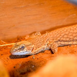 Short-tailed Pygmy Monitor (Varanus brevicauda)