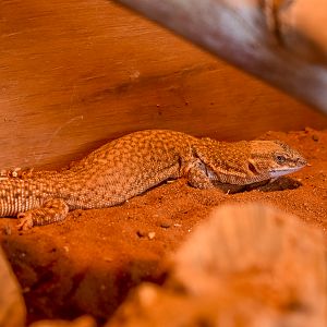 Short-tailed Pygmy Monitor (Varanus brevicauda)