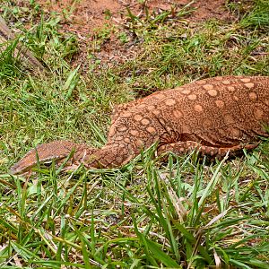 Perentie (Varanus giganteus)