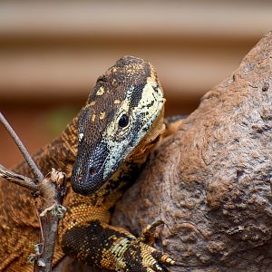 Lace Monitor (Varanus varius)