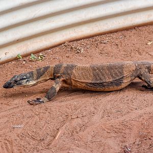 Lace Monitor (Varanus varius)