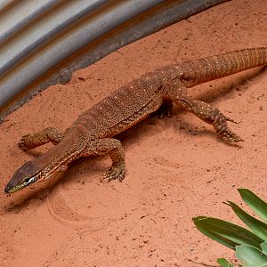 Sand Monitor (Varanus gouldii)