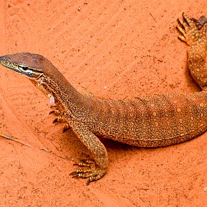 Sand Monitor (Varanus gouldii)