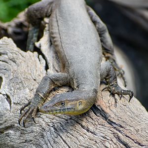 Mertens' Water Monitor (Varanus mertensi)