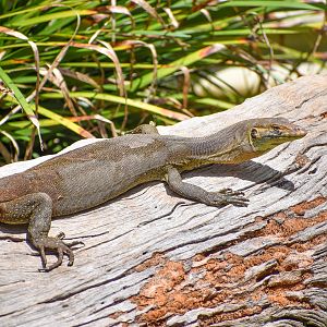 Mertens' Water Monitor (Varanus mertensi)