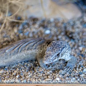 Pygmy Mulga Monitor (Varanus gilleni)