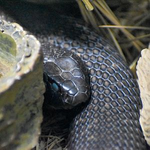 Blue-bellied Black Snake (Pseudechis guttatus)