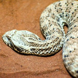 Common Death Adder (Acanthophis antarcticus)