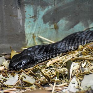 Tiger Snake (Notechis scutatus)
