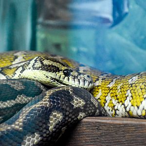 Darwin Carpet Python (Morelia spilota variegata)