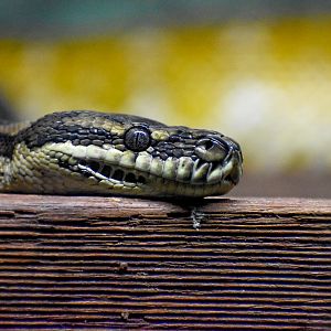 Coastal Carpet Python (Morelia spilota mcdowelli)